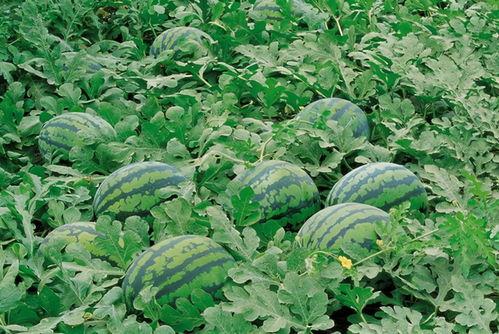 黄淮学院有瓜吃,瓜果飘香，共享校园美好时光