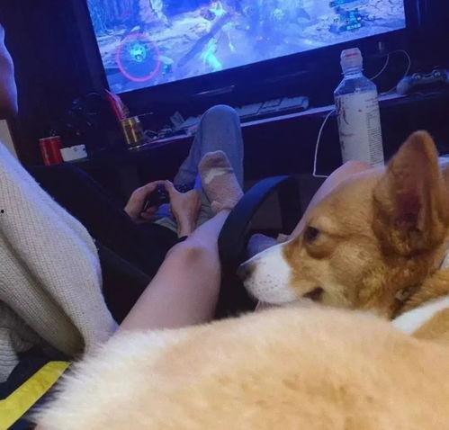 秦霄贤被爆料前女友视频,真相与争议