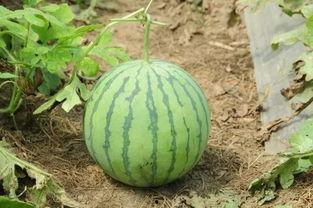 毕节幼专吃瓜事件,校园风波背后的真相探寻