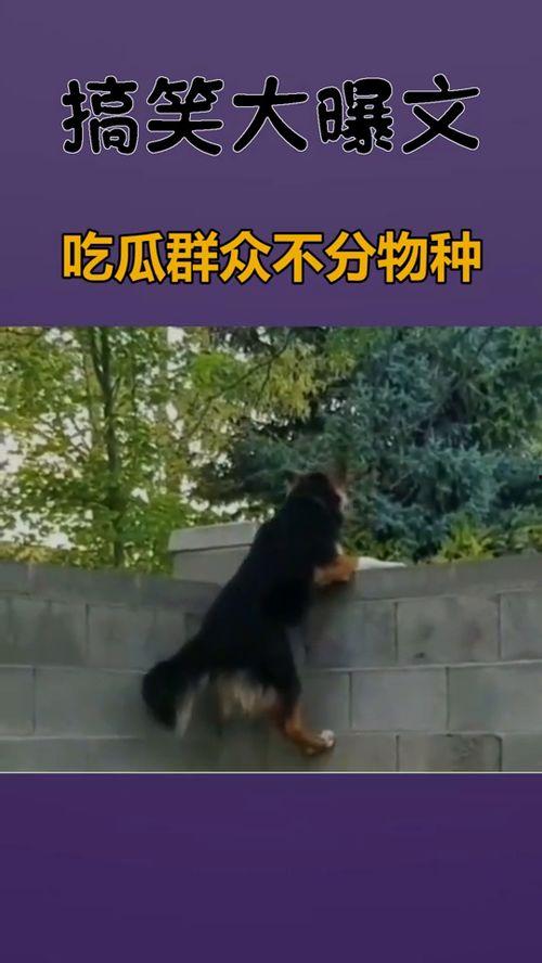 吃瓜群众不分物种,物种无界，欢乐共享