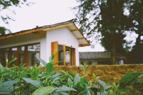 贵州茶园网红民宿店,隐匿于绿意中的诗意栖息地