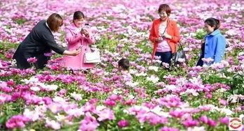 亳州花海头条号推广,春日花潮盛放，畅游花海赏花盛宴