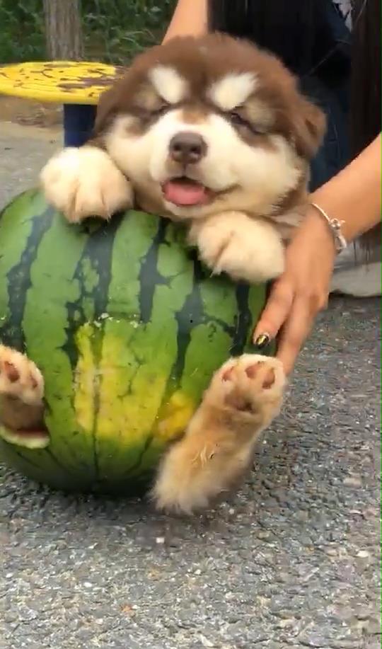 吃瓜公狗,揭秘娱乐圈的另类“瓜农”