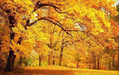 金秋十月微头条