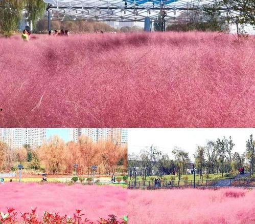 西安周边网红草,绿意盎然的打卡新地标