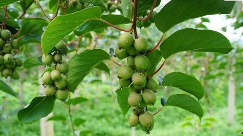 网红水果生长视频大全,视频大全带你领略自然魅力
