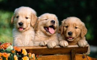 生肖狗明星,忠诚与才华并存的璀璨星辰