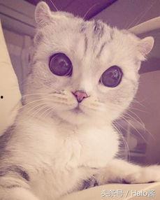 网红黑色大眼睛猫图片,萌态可掬，吸睛无数