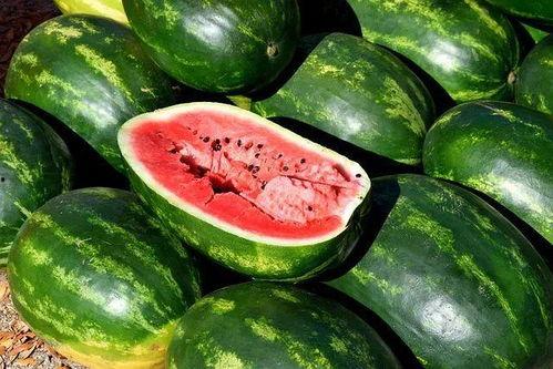 吃瓜视频大全水果,吃瓜视频大全水果篇
