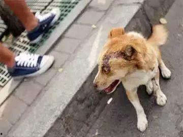 扶沟新闻头条卖狗狗,新闻头条聚焦狗狗售卖，温情故事暖人心